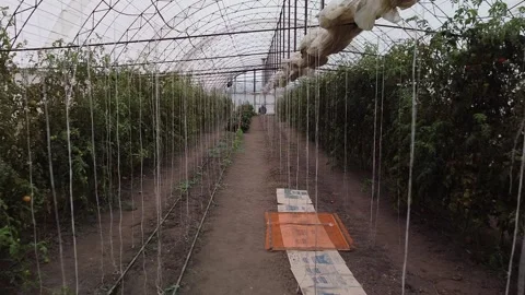 Big greenhouse Video stock 143527065