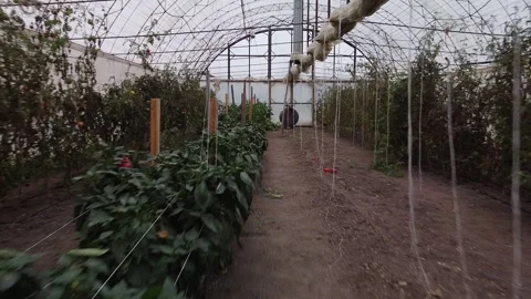 Big greenhouse Stock Footage 143527076