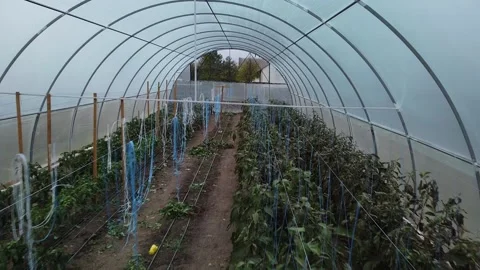 Big greenhouse Video stock 143527089