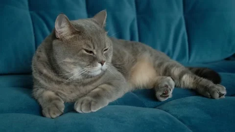 Big grey british cat is sleeping lying on the sofa. Stock Footage 132165673