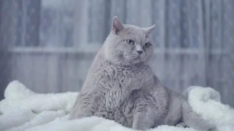 Big grey cat on the bed Stock Footage 154185798