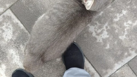 A big grey cat is cuddles Stock Footage 318480867