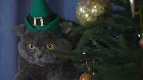 Big grey cat in elf hat peek around the Christmas tree. Stock Footage 165951538