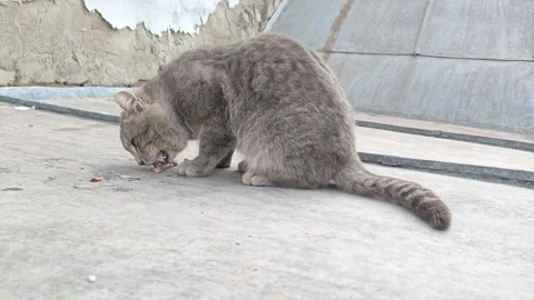 A big grey cat is having lunch Stock-Footage 331536536