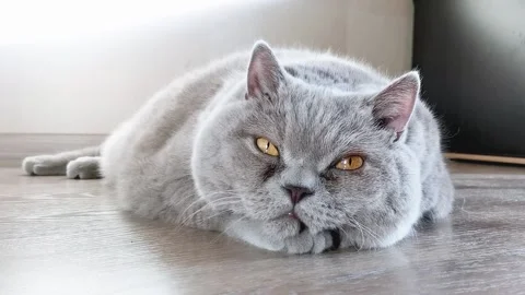 Big grey cat lies on the floor Stock Footage 154148330