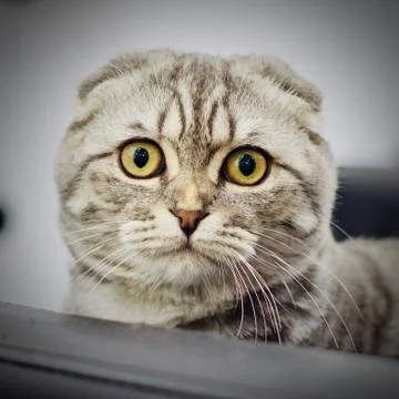 Big grey cat Foto stock