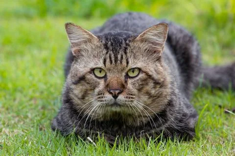 Big grey cat portrait 库存照片