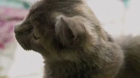 Big Grey Cat is sitting on the bed at home. Cute hungry Cat wants to eat. Dry Stock Footage 221342822