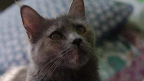 Big Grey Cat is sitting on the bed at home. Cute hungry Cat wants to eat. Dry Stock Footage 221800124