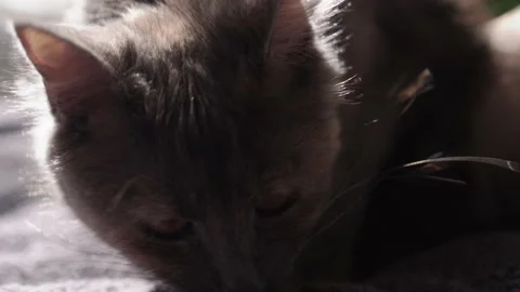 Big Grey Cat is sitting on the bed at home. Cute hungry Cat wants to eat. Dry Stock Footage 222652502