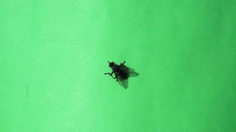 Big grey fly cleaning its paws on green screen Stock Footage 304901971