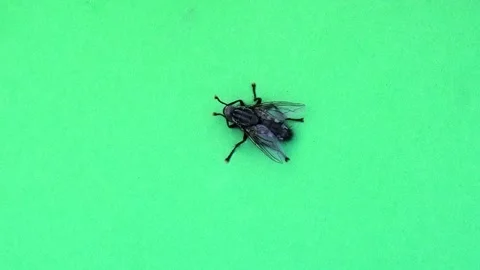 Big grey fly cleaning its head and then its legs on green screen slow motion Stock Footage 304902002