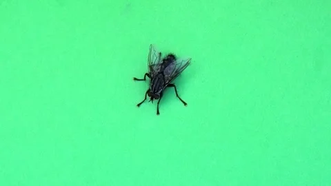 Big grey fly moving on green screen slow motion Stock Footage 304902028