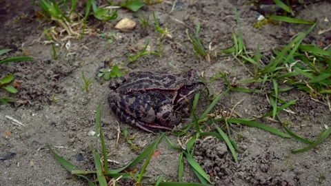 Big grey Frog #1 Stock Footage 238930416