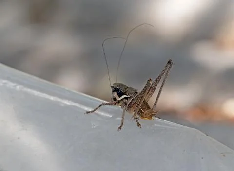 Big grey grasshopper Foto stock