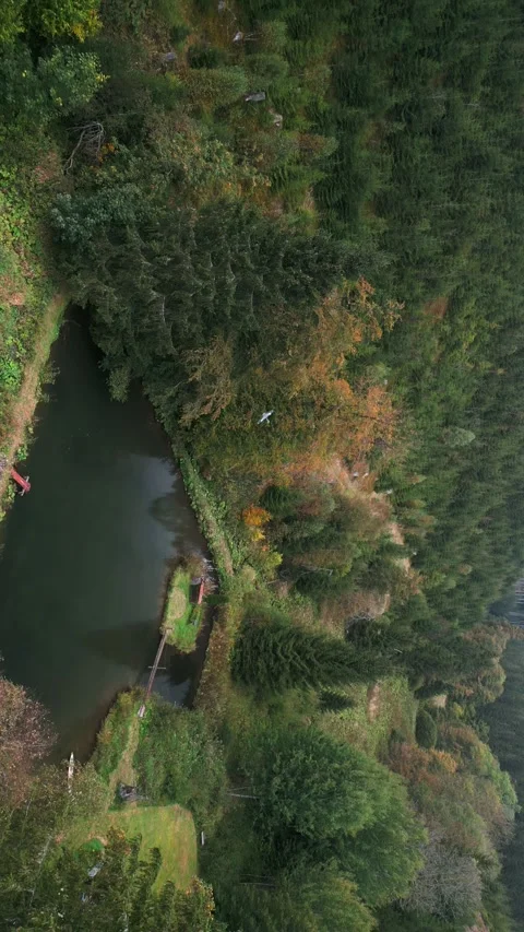 Big grey herons bird flying over a small pond in a mountain valley with forest Stock Footage 253105933