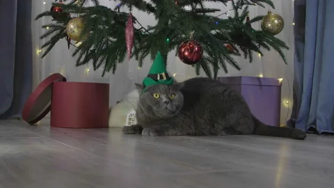 Big grey lazy cat in elf hat among spruce branches Stock Footage 165951346