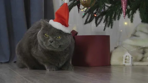 Big grey lazy cat in red Santa Claus hat among spruce branches Stock Footage 165950604