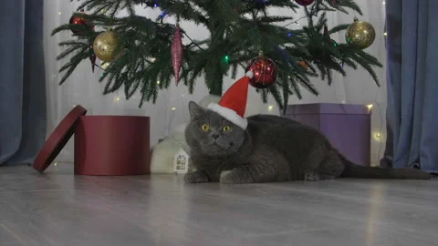 Big grey lazy cat in red Santa Claus hat among spruce branches Stock Footage 165950663