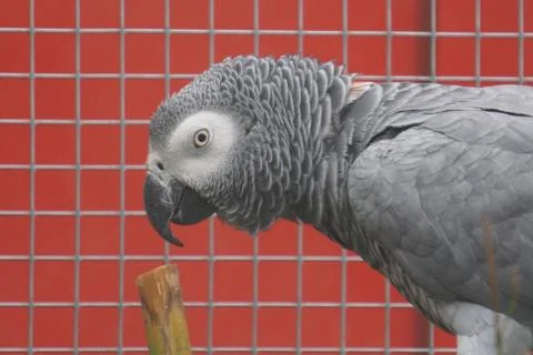 Big grey parrot inside a wire cage and the red wall in the background Stock Photos