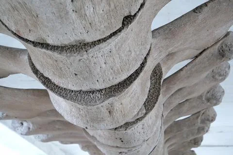 Big grey skeleton of big blue whale. Whale spine. Real whale bones. Balaeno.. 스톡 사진