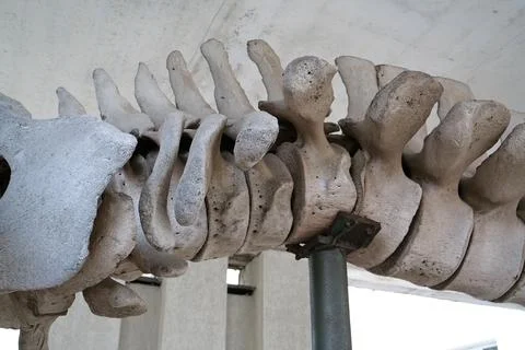 Big grey skeleton of big blue whale. Whale spine. Real whale bones. Balaeno.. 스톡 사진