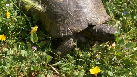 Big grey tortoise is walking in the field on plain sunlight Video stock 129531565
