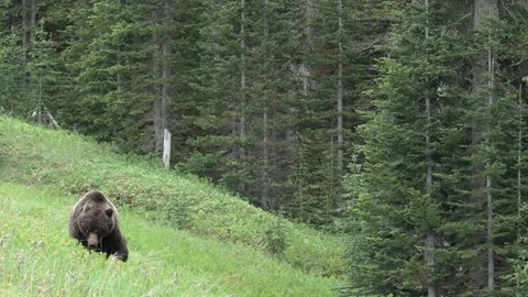 Big grizzly bear walking in forest in the canadian rockies. Medium shot Stock Footage 255372161