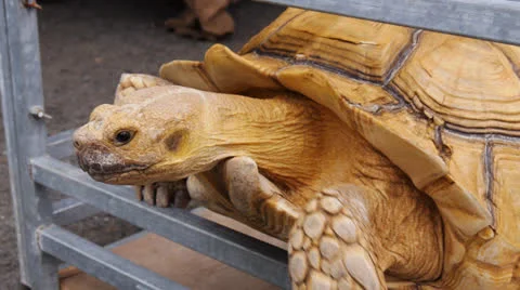 Big ground turtle 2 Stock Footage 24771234