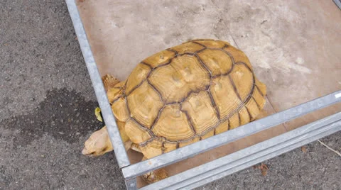 Big ground turtle 4 Stock Footage 24861712