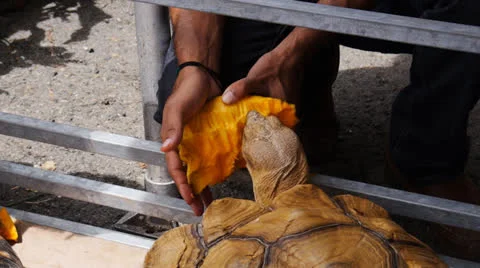 Big ground turtle 5 Stock Footage 24760308