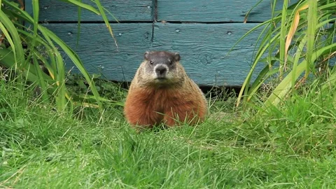 A big groundhog comes out of a barn passing under the door. Marmota monax. Stock Footage 309484062