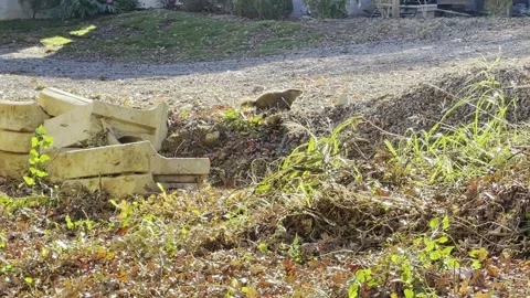 Big groundhog running across empty lot Stock Footage 143296597