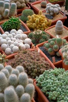 Big group of assorted cactuses Stock Photos