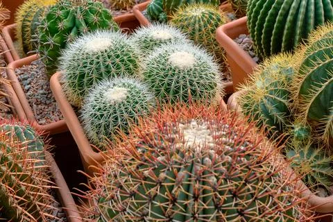 Big group of assorted cactuses Stock Photos