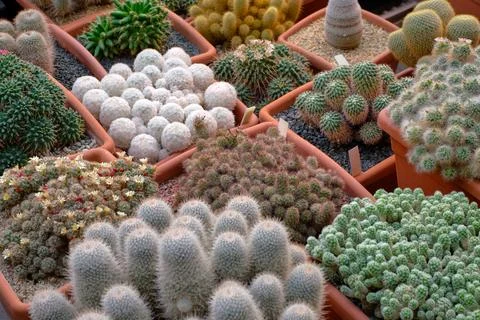 Big group of assorted cactuses Stock Photos