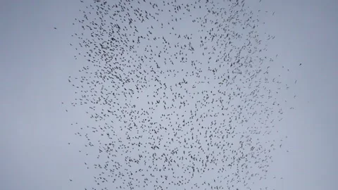 Big group of bats flying in a circle pattern Stock Footage 318558048