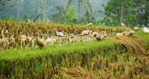 Big Group of Brown Ducks Walking on Rice Field Terraces. 4K. Bali, Indonesia. Stock Footage 131827408