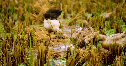 Big Group of Brown Ducks Walking on Rice Field Terraces. 4K. Bali, Indonesia. Stock Footage 131834684