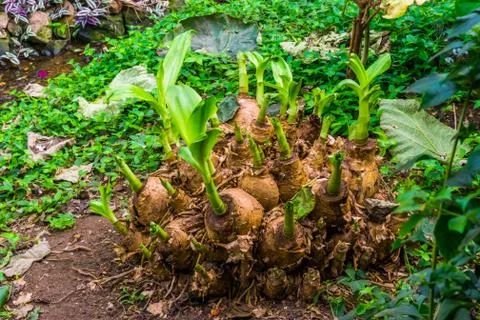 Big group of bulbs that are sprouting during spring season, tropical young pl Stock Photos