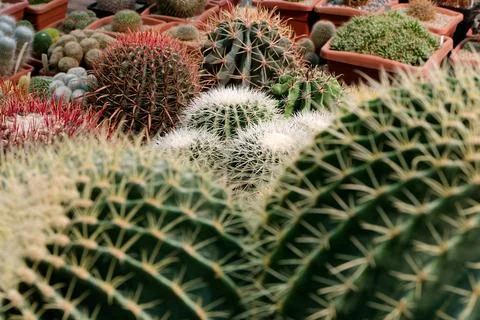 Big group of cactuses Stock Photos