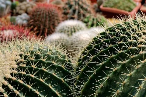 Big group of cactuses Stock Photos