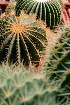 Big group of cactuses Stock Photos