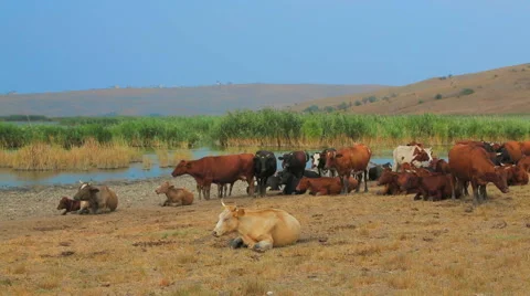Big Group Of Cows Resting At Nature Stock-Footage 41509882