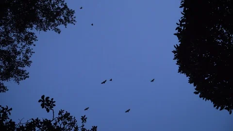 Big group of flying bats in the dusk Stock Footage 125488953