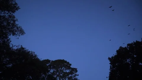 Big group of flying bats in the dusk Stock Footage 125489516