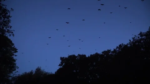 Big group of flying bats in the dusk Stock Footage 125489535
