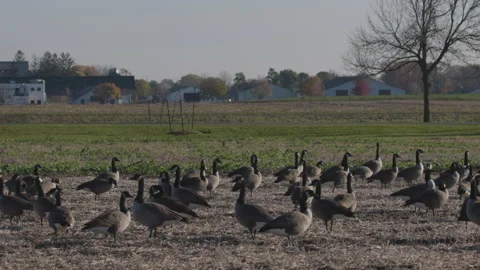 Big group of geese migrating canada goose Stock Footage 164796242