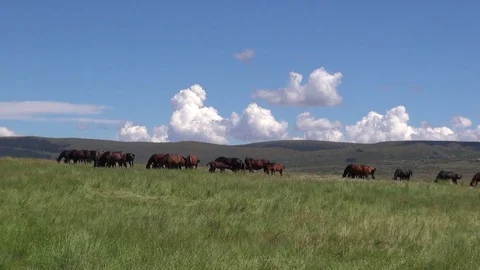 Big group of horses Stock Footage 70682364