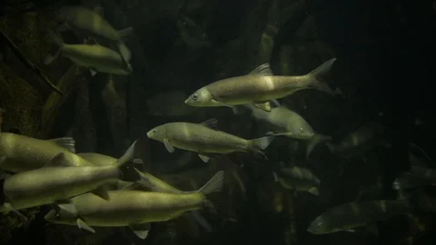 Big group of the jack fish - reflection against the surface, in beautiful blue Video stock 97904267